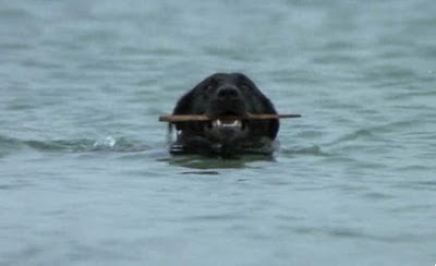 Koreen68's tweet photo. @BrianKarem I think we're all forgetting the true victim in Jaws..
#RIPPippet https://t.co/R5PUQaKJ1V