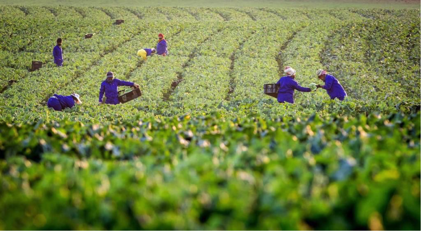 Grow_Produce's tweet photo. We are buzzing with excitement over Blairmore Farming. James' (a young farmer from KwaZulu-Natal) expertise and love for all things green is evident in each crop. Currently, his farm is full of broccoli and cauliflower. Next season he will grow carrots and beetroot.
#GrowFresh https://t.co/88NUABxa6n