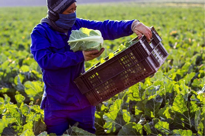 Grow_Produce's tweet photo. We are buzzing with excitement over Blairmore Farming. James' (a young farmer from KwaZulu-Natal) expertise and love for all things green is evident in each crop. Currently, his farm is full of broccoli and cauliflower. Next season he will grow carrots and beetroot.
#GrowFresh https://t.co/88NUABxa6n