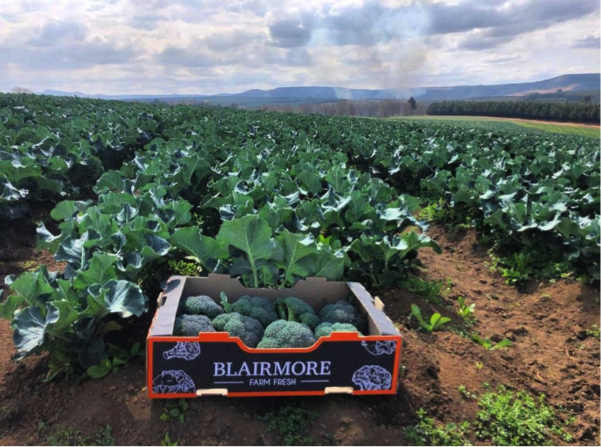 Grow_Produce's tweet photo. We are buzzing with excitement over Blairmore Farming. James' (a young farmer from KwaZulu-Natal) expertise and love for all things green is evident in each crop. Currently, his farm is full of broccoli and cauliflower. Next season he will grow carrots and beetroot.
#GrowFresh https://t.co/88NUABxa6n