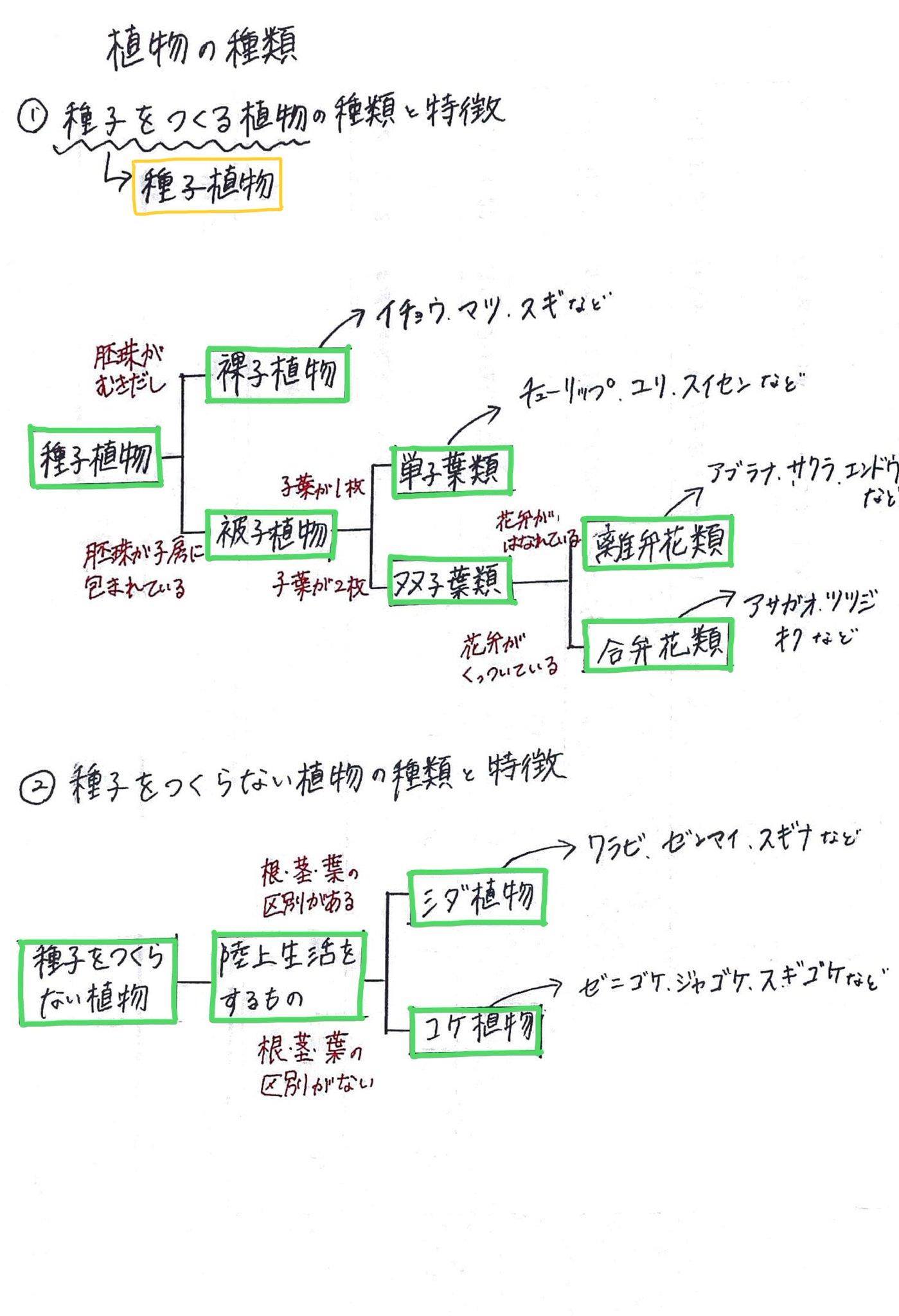自習塾willbe 自習塾willbeチューターの大谷です 今日は 中学理科の植物の種類についてご紹介します 種子植物 の中にもさまざまな種類の植物があるので覚えにくいと思いますが 特徴や実際に当てはまる植物をイメージしながら覚えていきましょう
