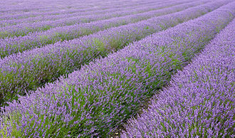 HHMU_Banksia's tweet photo. #TheRows by any other name, #SCENTsation 
#AromaTherapy-#HeavenlyScentView 
a #PlethoraOfPurple #Spikes SO potent 
#Together with #Skies-#50ShadesOfBlue

#Lavandula 
#Terpenes @MTerpenes 

#TY4Sharing @R_Ahmed2010 #Beautiful
Field in #Hitchin, England, UK 
https://t.co/x0IFtwDxwI https://t.co/U4dNTfnNKH