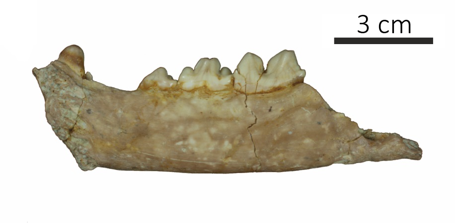 iphes's tweet photo. Identificado un nuevo tipo de pequeño dientes de sable en Marruecos de 2,5 millones de años de antigüedad @WhiteRabbit36 @robertsala63 @MGemaChacn1 @ICP_MCrusafont   https://t.co/8bGNHmQ1cn https://t.co/8gZQuU6Q4H