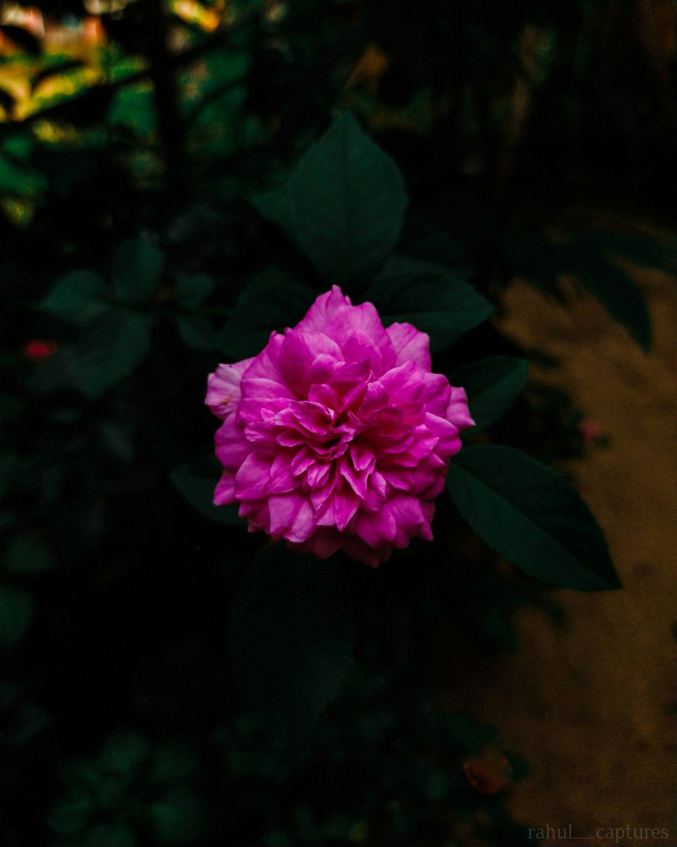 rahulcaptures's tweet photo. @RahulCh50535970 #photography #PhotographyRedefined #PhotographyIsArt #photograph #photographylovers #photographytwitter #Photogrammetry #photographyeveryday #photographyislife #photographs #photographers #Photographie #photog #Kerala #keralatourism #keralamen https://t.co/nQZi1vGaki