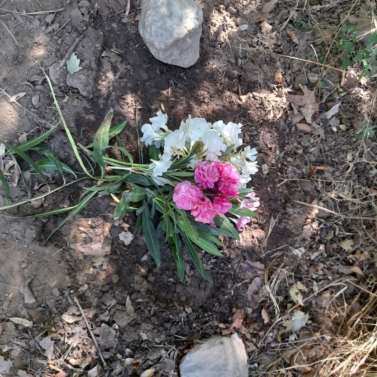 30.HAZİRAN BU NE KARA BİR GÜNDÜR ALLAHIM😓DERİN ÜZÜNTÜ VE KEDERLE BU PAYI YAPIYORUM.PATİM MELEKLER DİYARINDA ARTIK😪FİP HARICI BEYINSEL HASARDAN KAYBETTİK YAVRUMU.BENDEN RAZIMISIN MELEĞIM HAKKINI HELAL ET ANNENE MELEĞIM ANNEN SENİ ÇOOOK ÇOOK SEVDİ.BURDA KOŞAMADIĞIN KADAR ORDA KOŞ