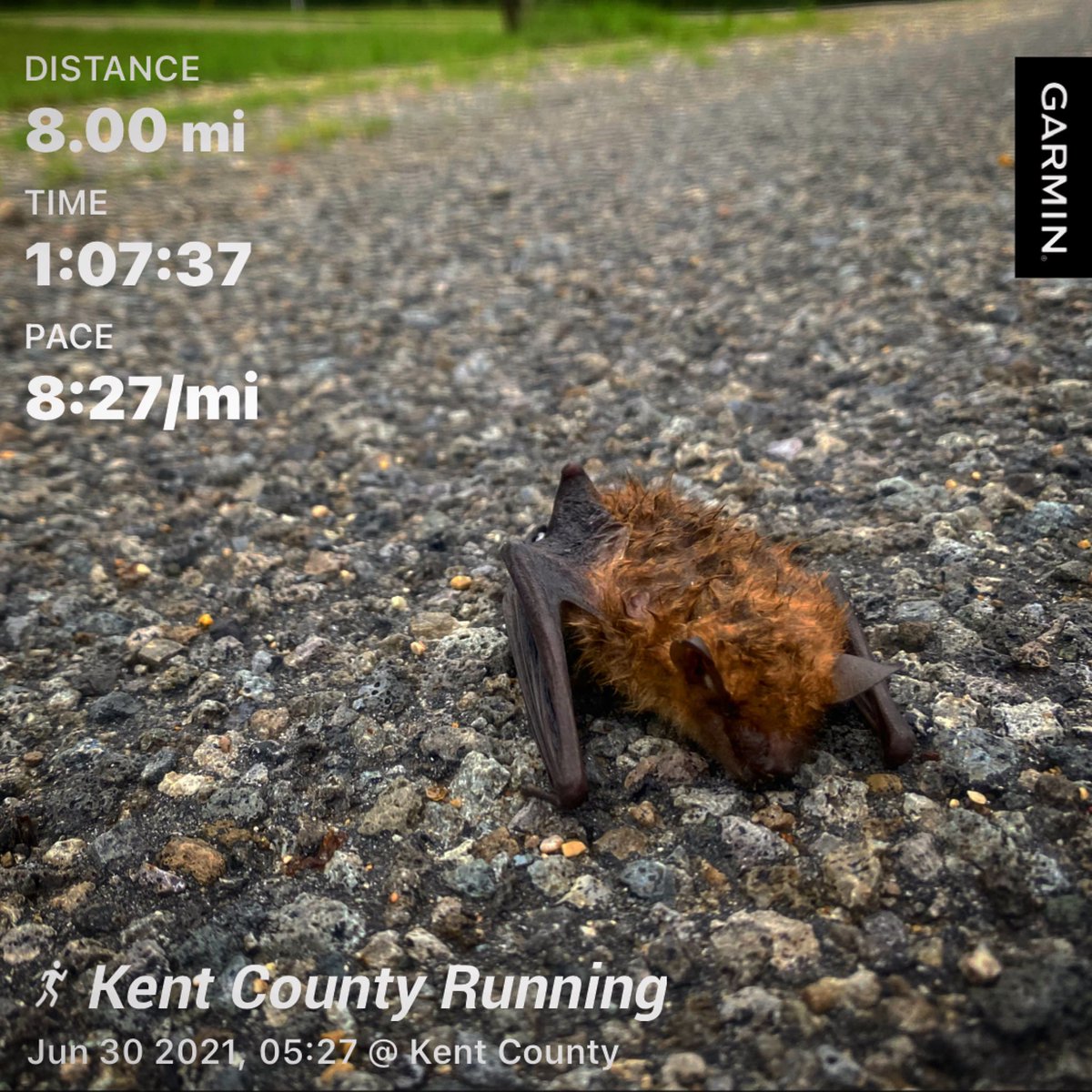 CJRomig's tweet photo. The mosquitoes are no joke in Michigan. #Running #Training #PureMichigan #DontKillMyVibe #Marathon #BatCrazy https://t.co/jnCbUQ7Ry7