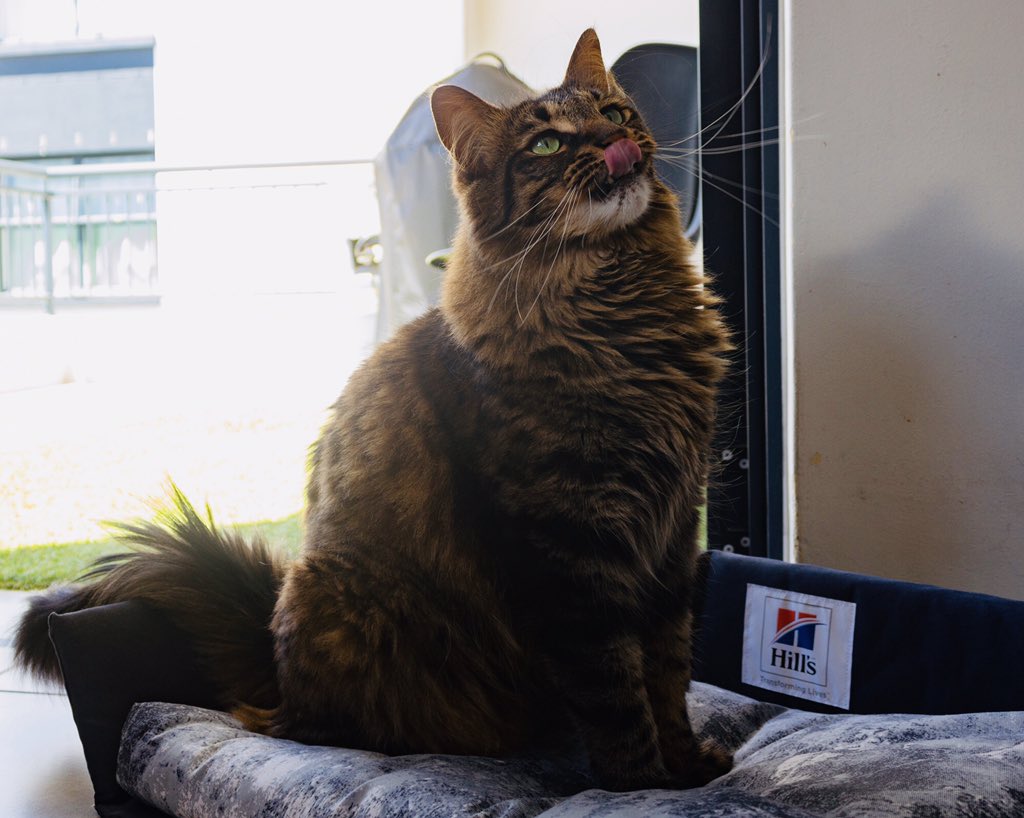 Those of you who know me, know how much I love my fur-babies! I am super excited to get into a new 13-part South African docu-reality series tonight on Netflix, A Dog For Life 🥰  Have you seen it? adogforlife.co.za @hillspetfoodsa <a href="/adogforlifetv/">adogforlifetv</a> #hillsdogforlife