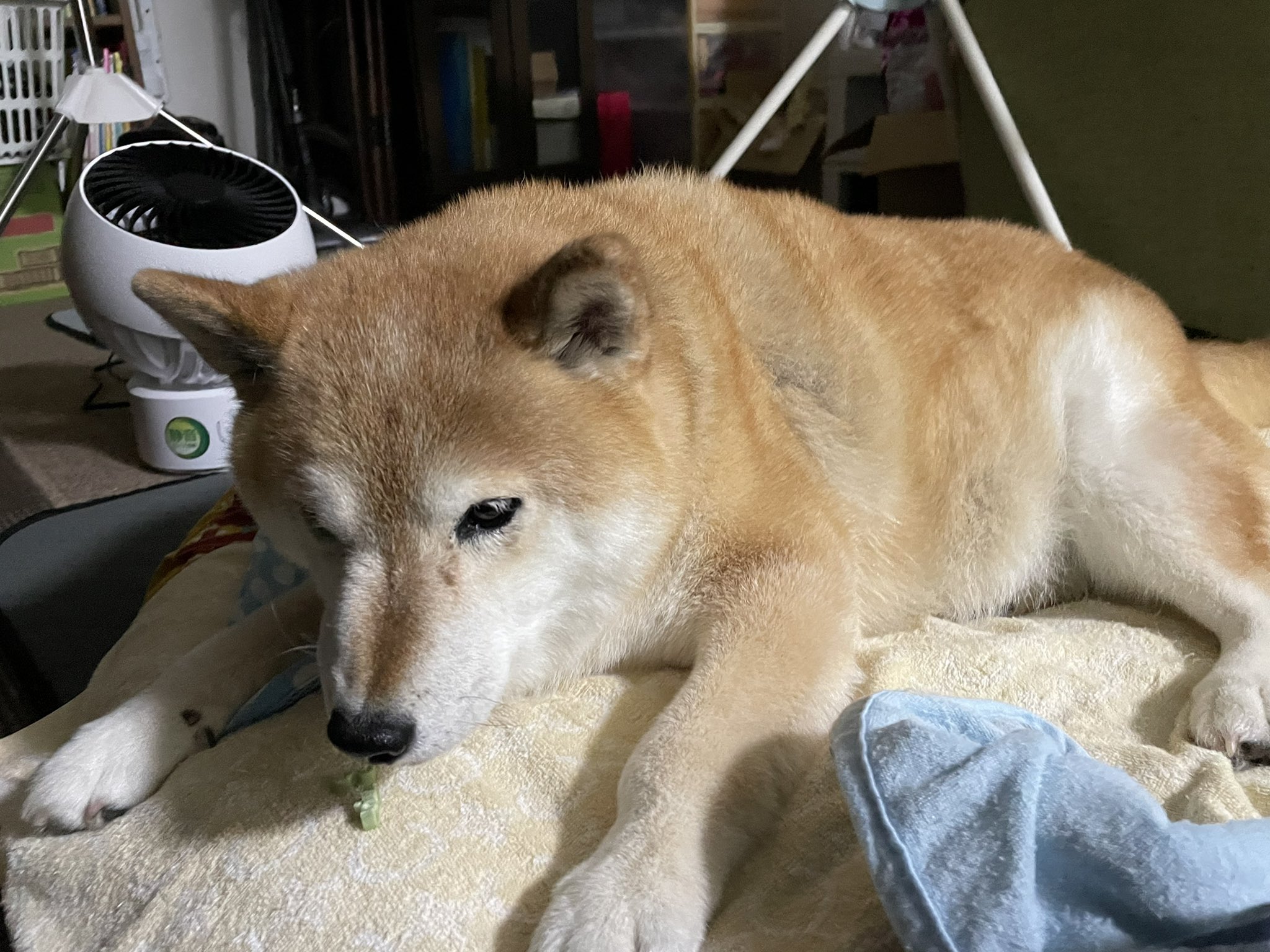 柴犬アンちゃん 点滴したときひとこぶ柴犬になりました こぶはだんだん吸収されて下に落ちてきて肩の方に行くので触るとぶよぶよしてたらお薬なので大丈夫です と言われましたが 普段から割と T Co Djaanj7wml Twitter