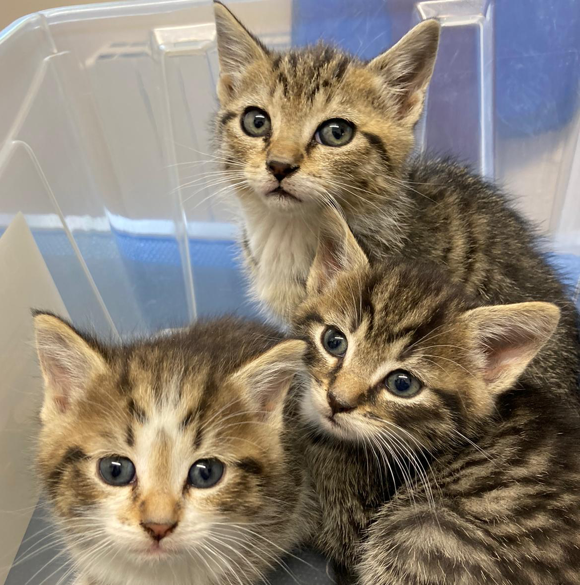 These three little beauties were in to visit Anna last week for their 1st vaccines. 🐱😻