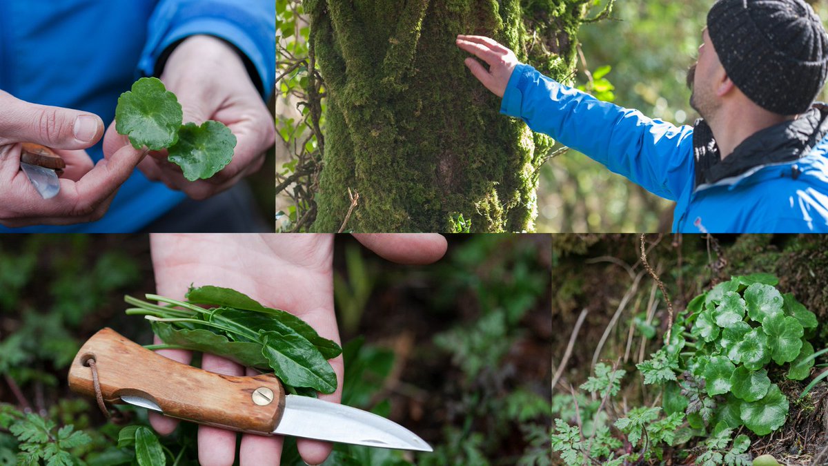 We foraged the rich landscape here on the #SkelligCoast &amp; carefully chose 4 botanical ingredients local to this area, to create a unique recipe with distinctive flavours that give our pot distilled #irishgin a depth of flavour &amp; taste of the Skellig Coast #foraging #ginbotanicals