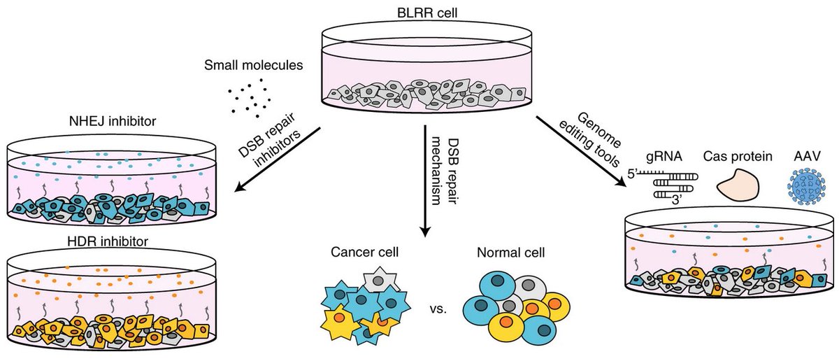 CharlesLAILab's tweet photo. In our continuing collaboration with @BadRlab, our latest #BLRR reporter published in @NAR_Open and @NatureProtocols is now available via @Addgene repository!
https://t.co/6Qx7I8kQld
@SinicaFans #η§ζι¨ #MOST #IAMS @IBCSinica
@MGHNeurology @MGHNeurosci @MGHNeuroOnc https://t.co/9Jmvkfv35e