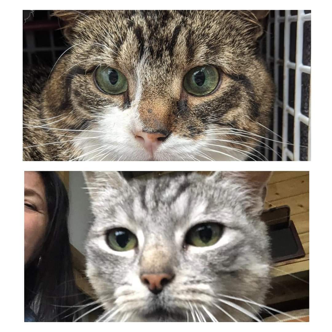 Just got off the phone to a really lovely vet at Langford Referral Hospital in Bristol
We're all set to take Owen &amp; Elsa down tomorrow for their investigations
Both of these babies are going to cost an absolute fortune so ANY last minute donations will really help