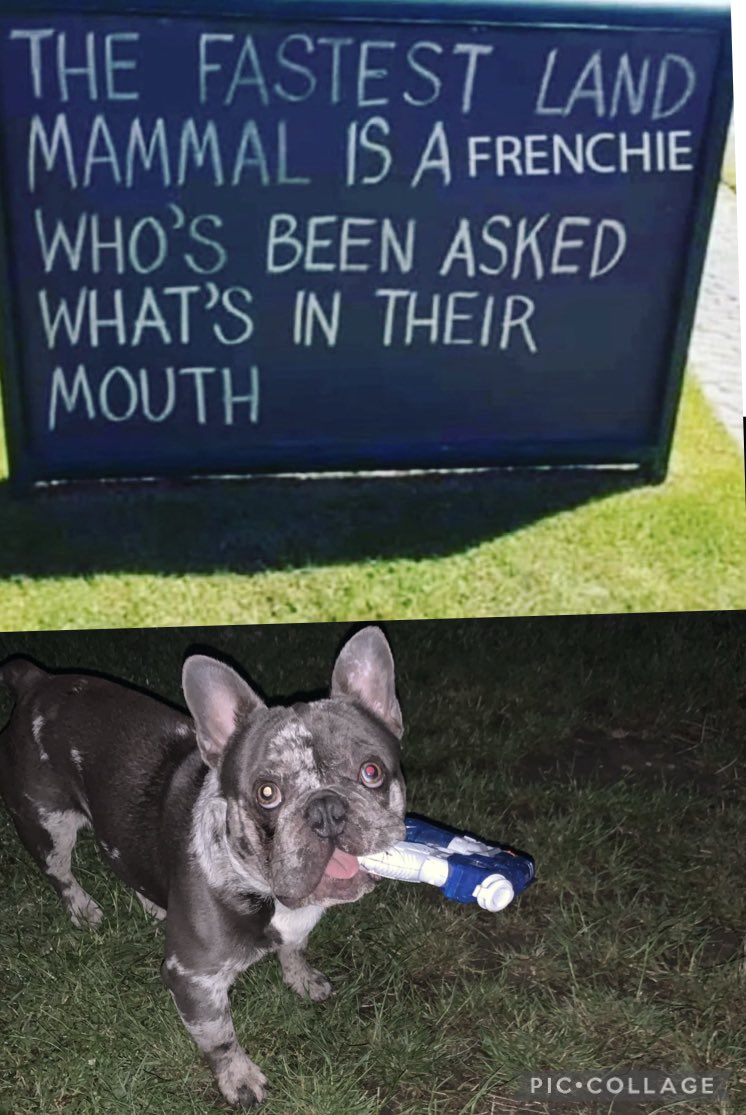 😂😂🤪👏🏻😂😂😝✌🏻 and I’m so fast when I have something in my mouth that humans NEVER catching me! #funnyfrenchie #bossbaby #littleshitbag #dogsoftwitter