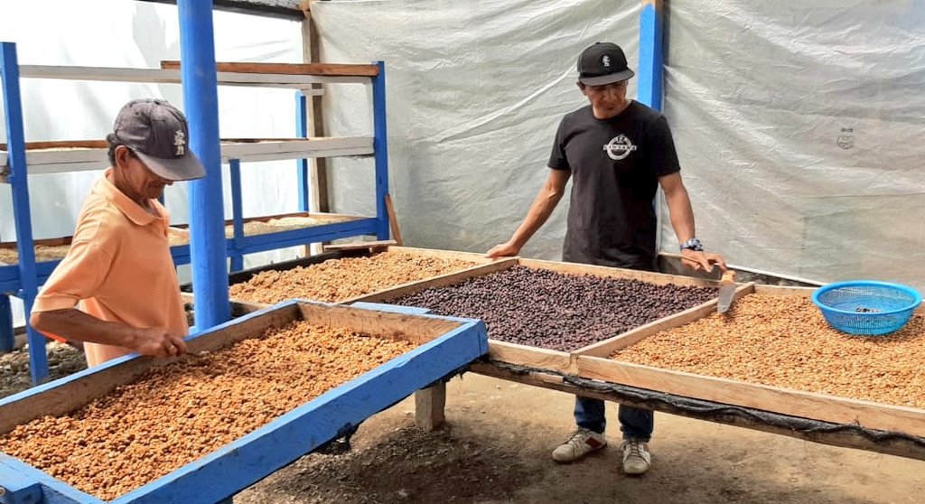 #Quilanga | Brindamos asesoría técnica en procesos de beneficio de microlotes de café especial, dirigido a productores cafetaleros de las parroquias: San Antonio de las Aradas y Fundochamba.

¡Apoyamos a la reactivación cafetalera! 👨‍🌾👩‍🌾☕
#JuntosLoLogramos
