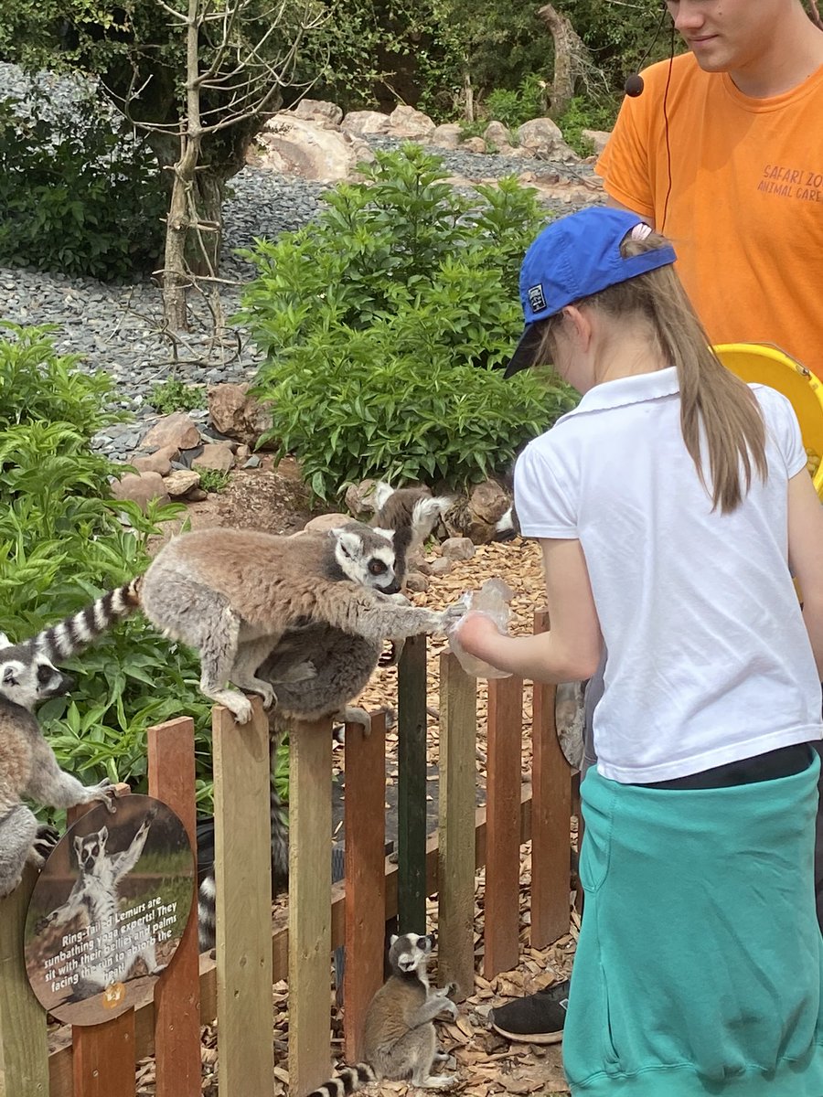 eagley5d's tweet photo. These little guys love their apple! #happylemurs #happychildren #onceinalifetime https://t.co/SmPRUe59tm