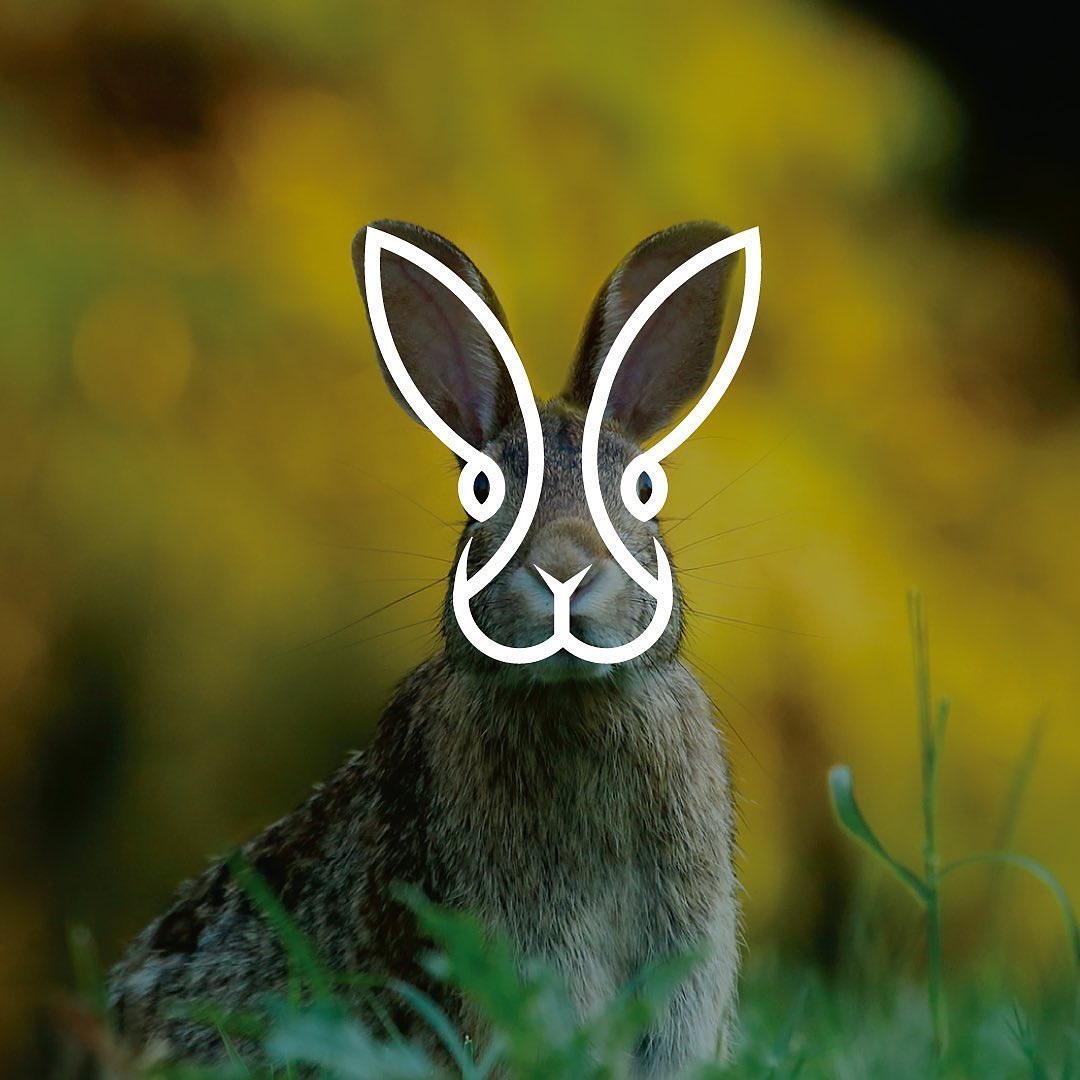 creapills's tweet photo. Des logos inspirés des animaux : un joli travail réalisé par le graphiste suédois Hamed Khan Haidari.

Son Instagram : https://t.co/BcdYLQc6nw https://t.co/iR1YV0FjzZ