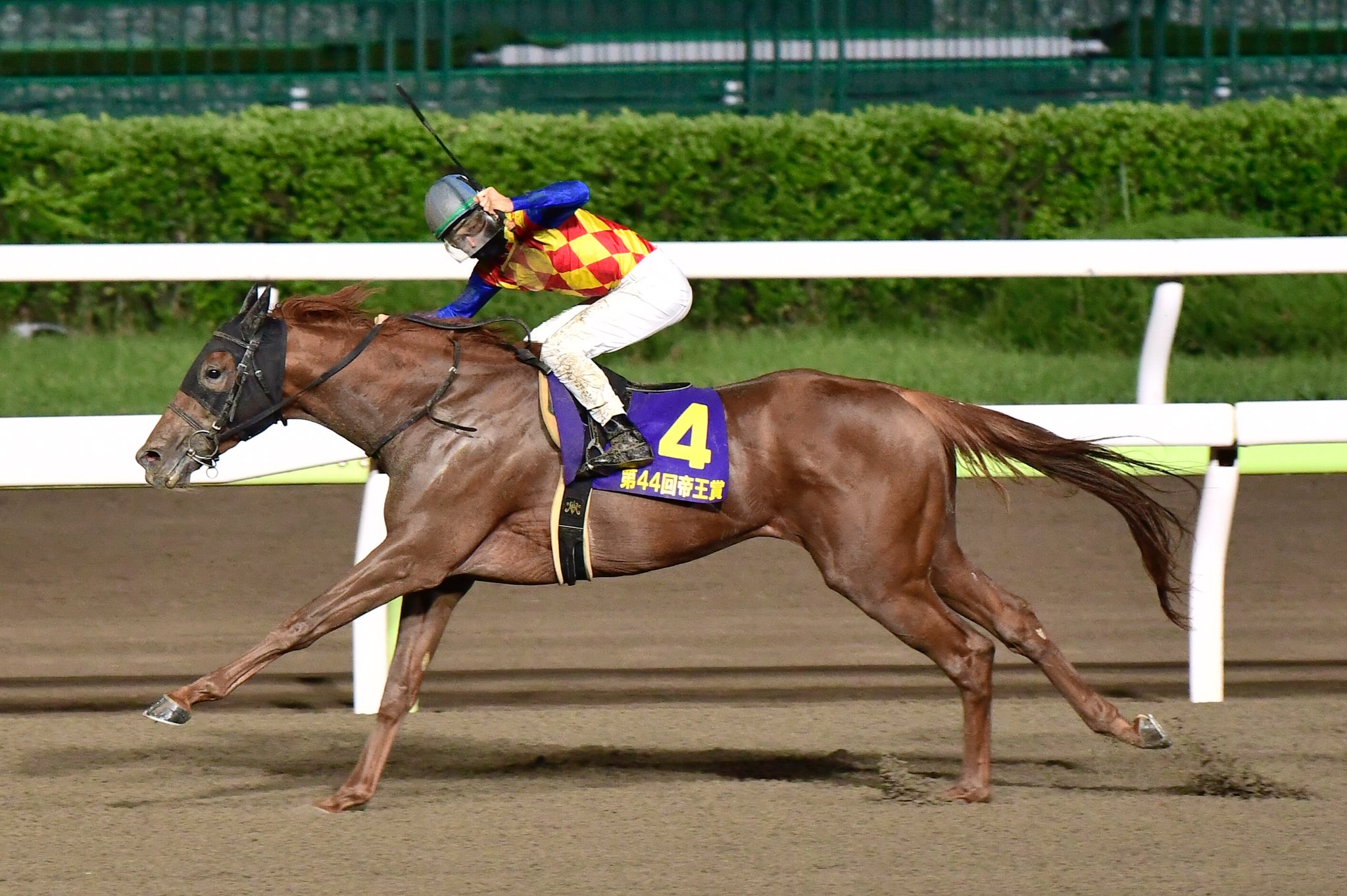 馬撮りジョージ まさかのプレゼント抽選に当選 帝王賞 Jpn I に行くことができました 優勝はテーオーケインズ 松山弘平騎手のカッコいい ガッツポーズをパチリ チュウワウィザードは残念 漆黒 青鹿毛 の馬体が美しかった 帝王賞にテーオー