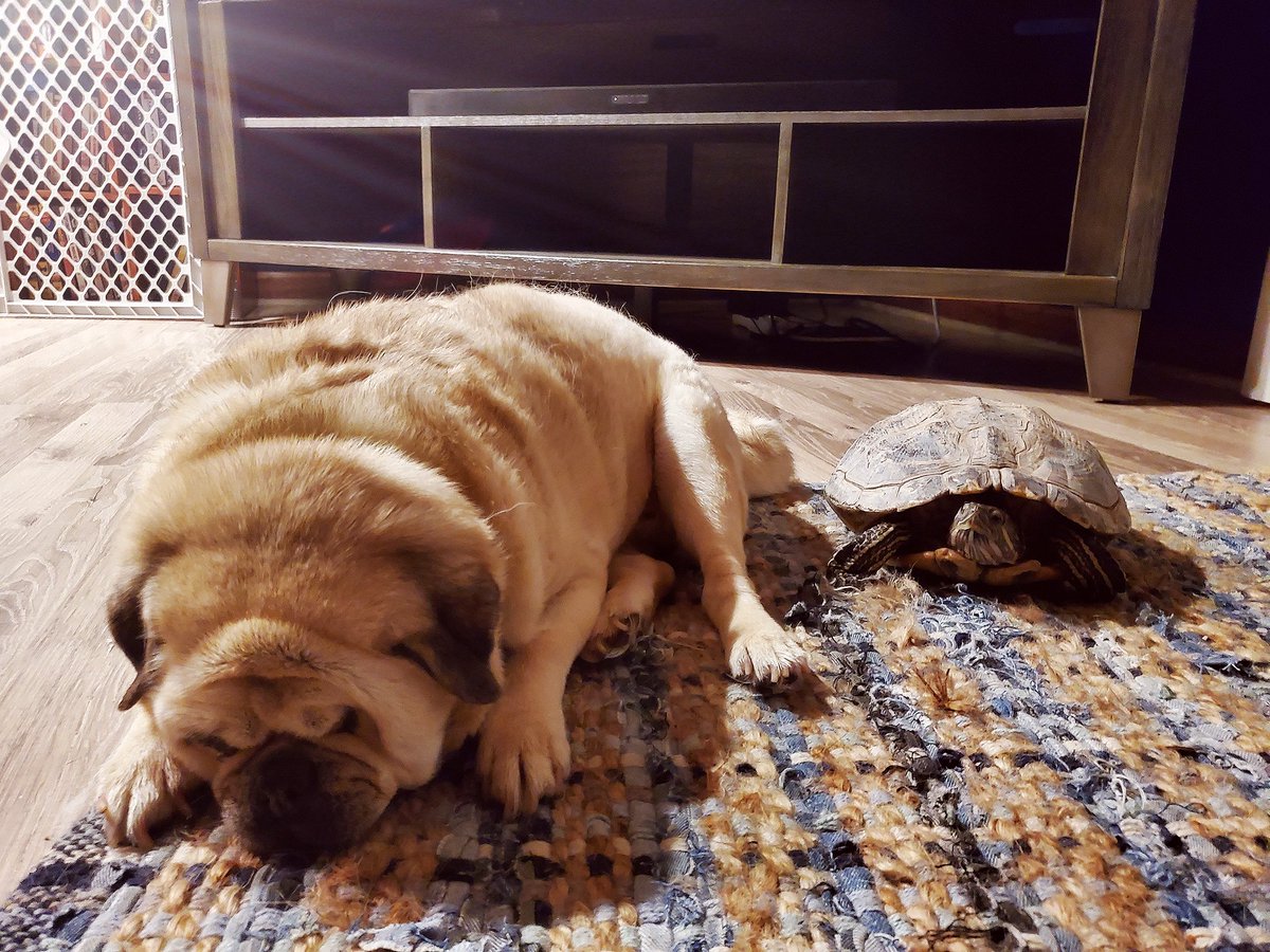 Jokerscuckoo's tweet photo. Mac and Melvin. 

 🐕               🐢

#OneEyedMac #TurtlePower https://t.co/nvb7Sw6A0S