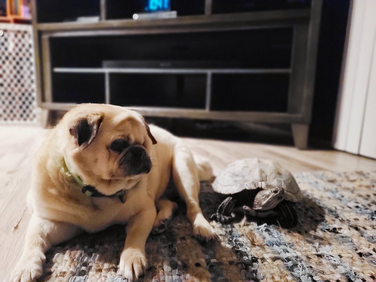Jokerscuckoo's tweet photo. Mac and Melvin. 

 🐕               🐢

#OneEyedMac #TurtlePower https://t.co/nvb7Sw6A0S