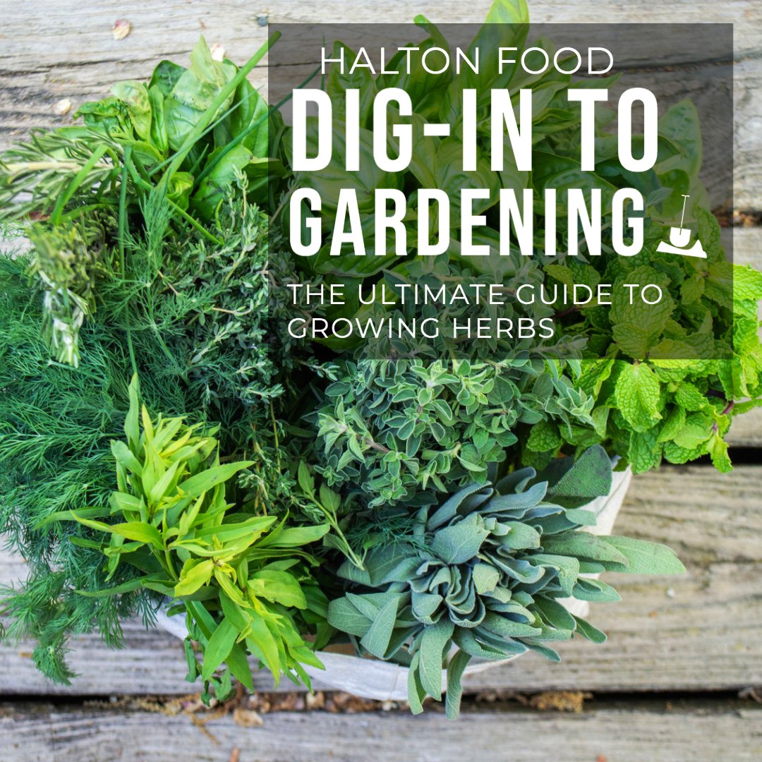 HaltonFood's tweet image. This week on #DigintoGardening, Alicja is sharing her #growingguide for #growingherbs indoors and outdoors! Learn about the best herbs to grow in your space and ways to get kids involved. Check out the Ultimate Guide for Growing Herbs blog post linked in our linkt.ree. @henhere