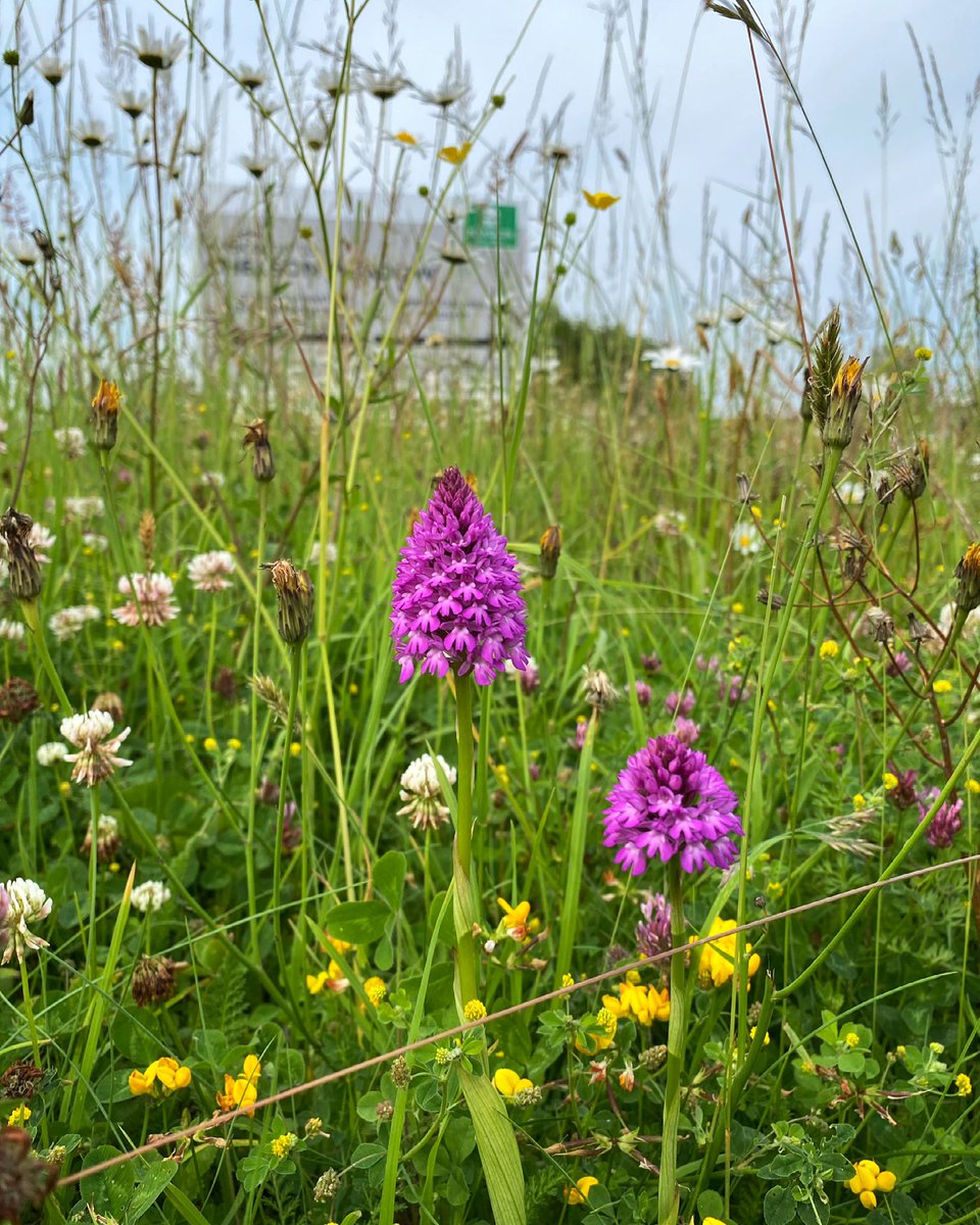 Chelson Meadow Recycling Centre really living up to its name 😃

There were wildflowers galore in a small 20m2 patch- including these fab Pyramidal orchids. When managed correctly, #RoadVerges can be a haven for wildlife.

Nice work @plymouthcc 👍
@Love_plants @wildflower_hour