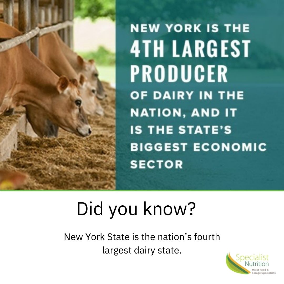 specialist_us's tweet photo. Did you know… New York State is the nation’s fourth largest dairy state. New York State has nearly 4,000 dairy farms that produce over 15 billon pounds of milk annually.

#NationalDairyMonth
#UndeniablyDairy
#30DaysofDairy
#Dairymonth
#Gotmilk
#NYSdairyfarmers
#nysdairy https://t.co/t4P9dxXFWZ