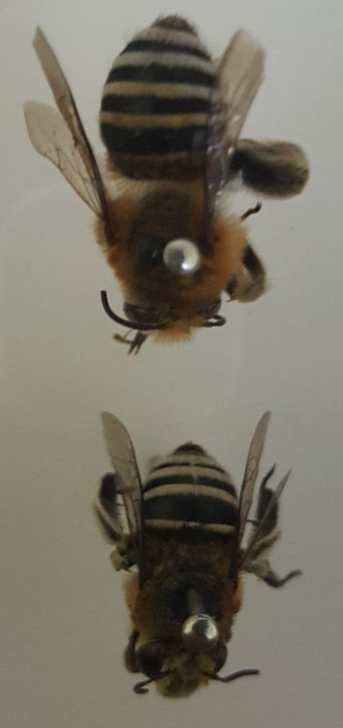 Ojijaf's tweet photo. A bee species collected SHT #Mbeya, #Tanzania #BeeSHOT, @BritishEcolSoc @sejarnold @BES_careers @Beekeepers_Nat @BeeBabette https://t.co/KB9Utas8TX