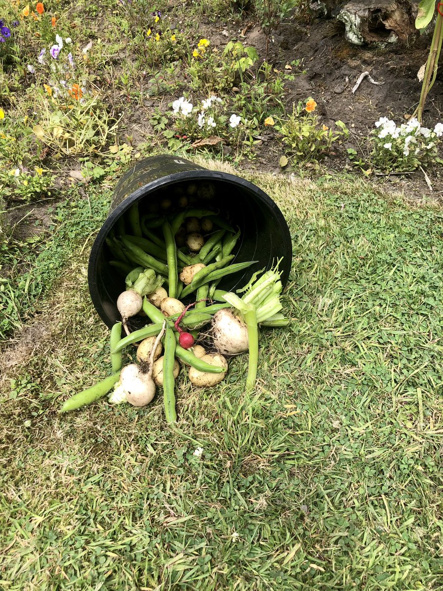 Emma🏳️🌈 (@emmagfunk) on Twitter photo Wentworth’s activity today was pick your own veg. There were a lot of “no ways” & “ohh wow” absolutely brilliant. Potato,lettuce , green beans, radish, turnips. All on our doorstep. Absolute feast for the 👀 #werewentworthit #wonderwarriors <a href="/GMMH_NHS/">Greater Manchester Mental Health</a> @stephenclarke17 Wentworth’s activity today was pick your own veg. There were a lot of “no ways” & “ohh wow” absolutely brilliant. Potato,lettuce , green beans, radish, turnips. All on our doorstep. Absolute feast for the 👀 #werewentworthit #wonderwarriors <a href="/GMMH_NHS/">Greater Manchester Mental Health</a> @stephenclarke17