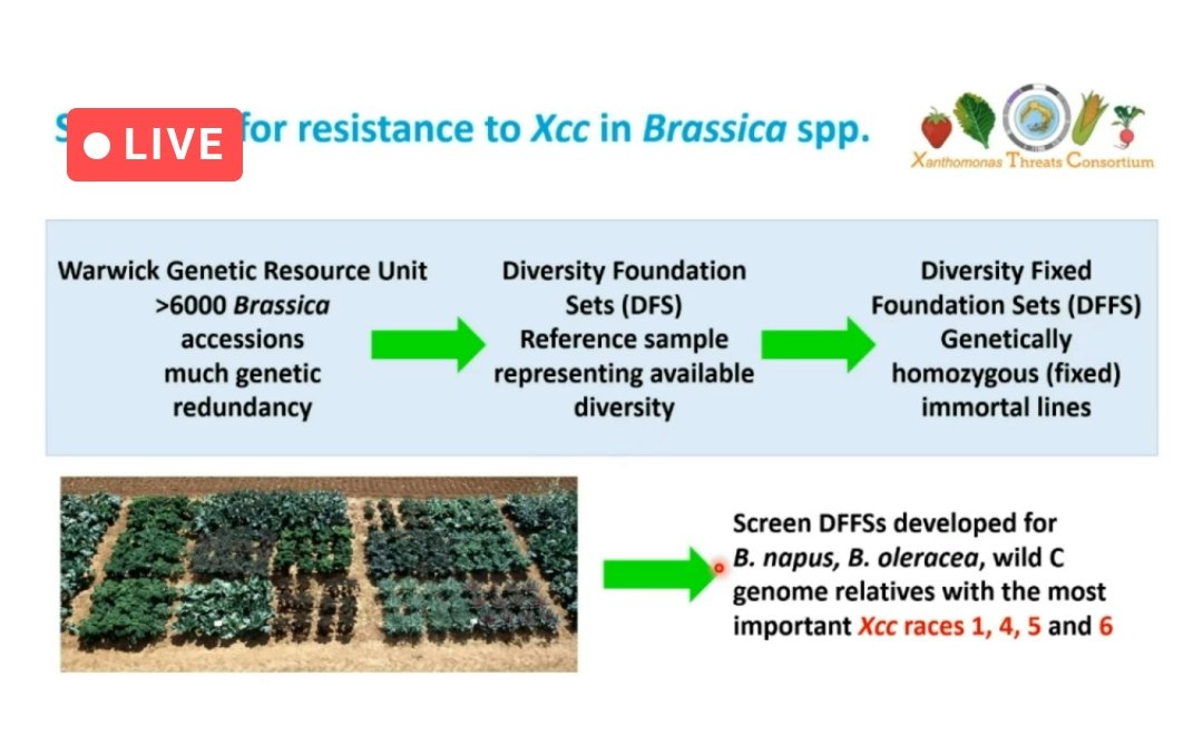EuroXanth's tweet photo. Shannon Greer is now presenting work on the identification, characterisation and mapping of resistance to black rot (Xanthomonas campestris pv. campestris) in Brassica spp.
#EuroXanthConference https://t.co/EqdBZjKE2w