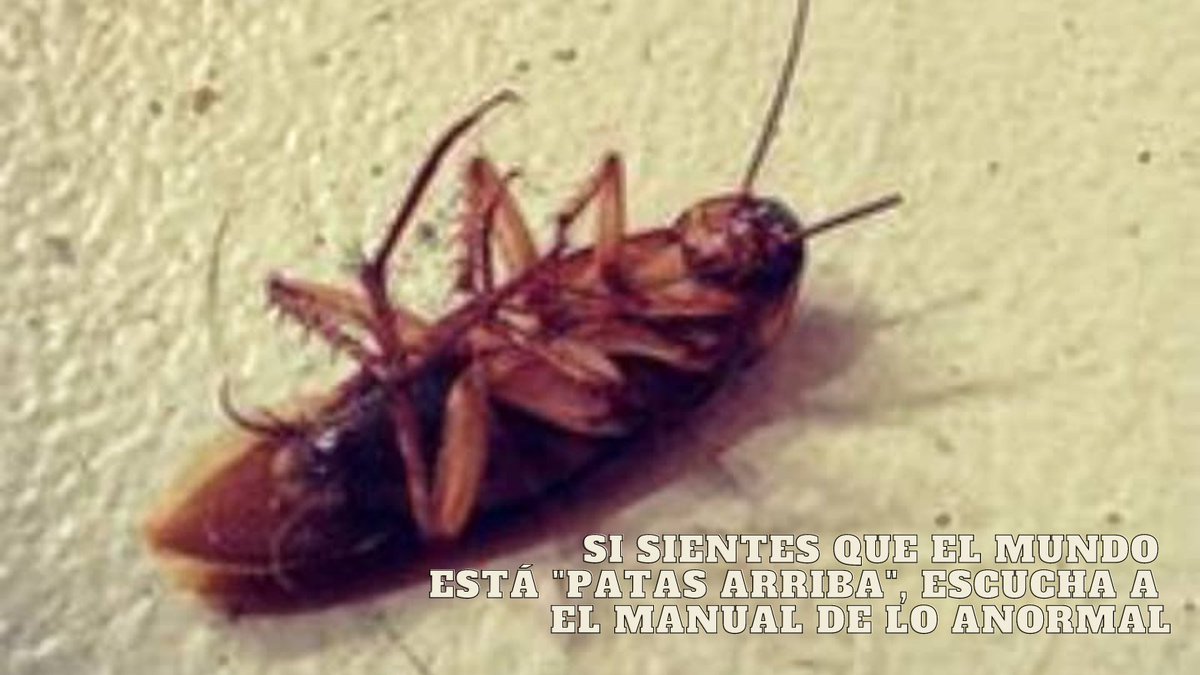 ManualAnormal's tweet photo. El Manual de lo Anormal, conducido por José Eduardo García, es el mejor plan para un mundo que está "patas arriba". Escúchanos cada martes, entre las 5:00 y las 6:00 pm, por @RSintonia1420am o su página web.
#MundoLoco #LocoMundo https://t.co/SuuPzx3wBD