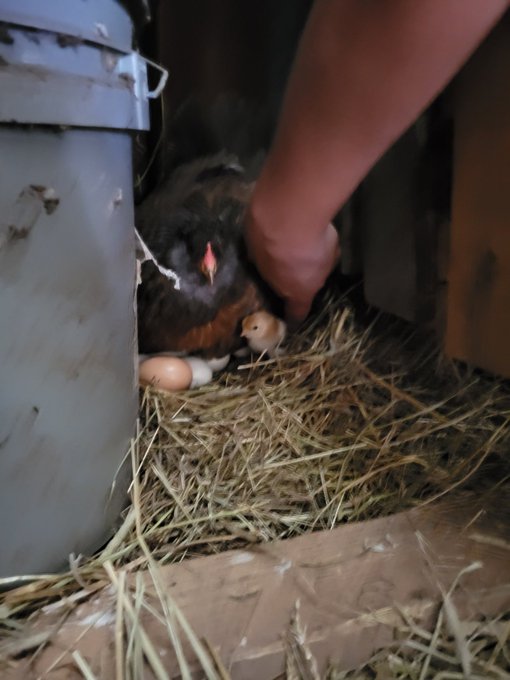 One of my free range hens her first baby . https://t.co/Z5AbmK7hOi