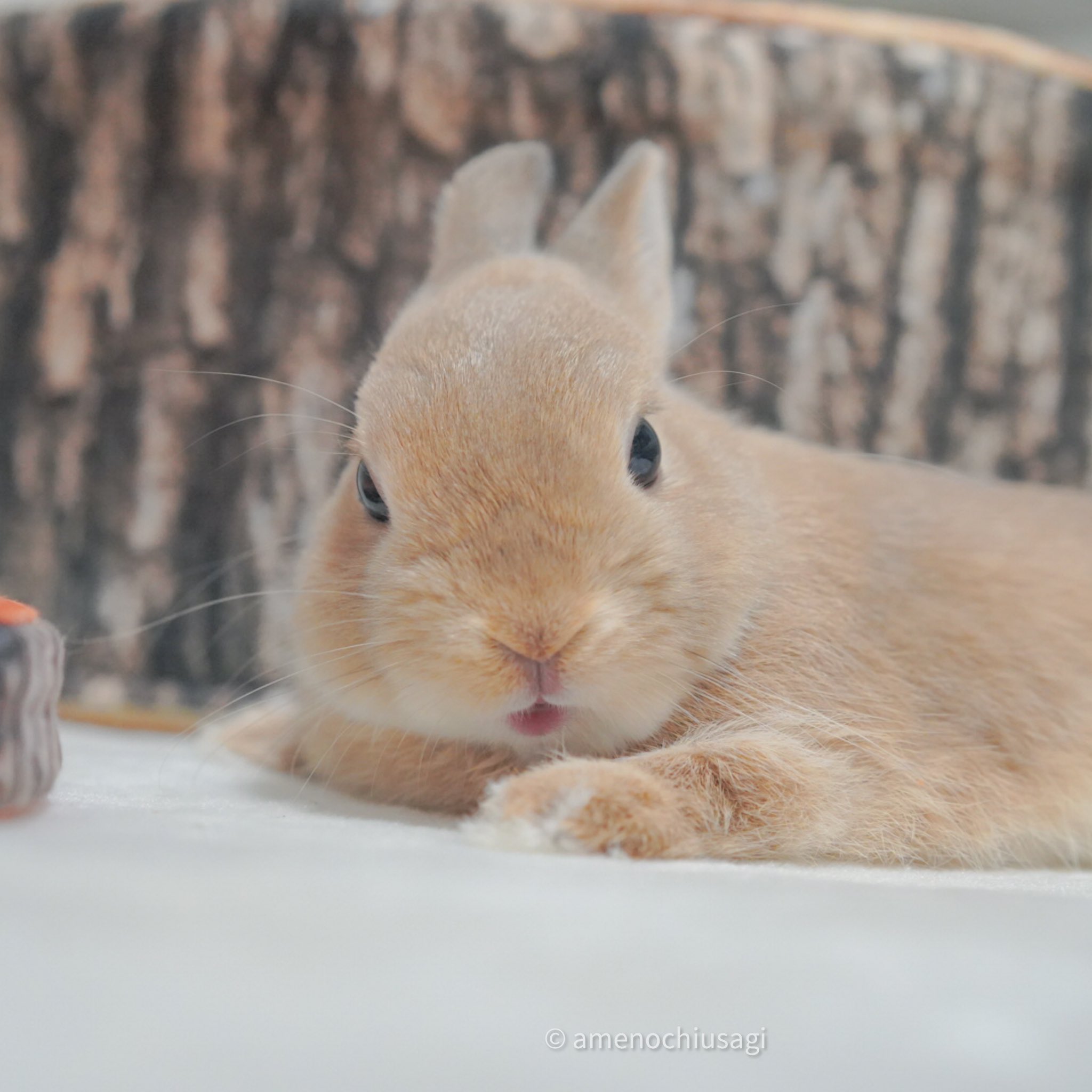 うさぎのあめ それではここでガチのうさぎさんを見てみましょう 甘えるのが得意 甘えるのは稀 自分の可愛さを知ってる 逆に可愛さしかない かまちょ かまうな あざとい 素でやってる 計算高い 素でやってる 母性本能 わかる ひとりの時間 わかる