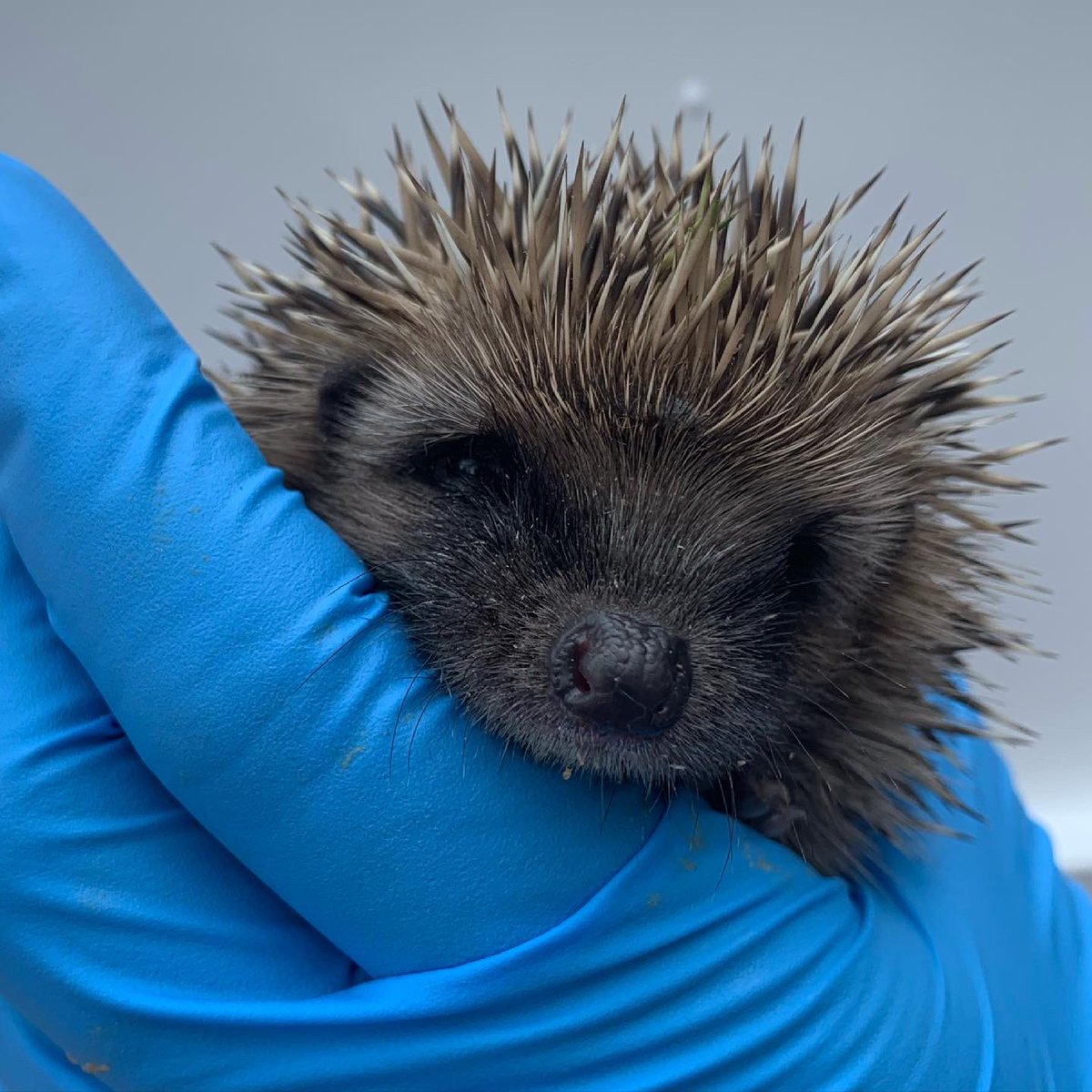 Wow it’s been a busy few days… 38 hoglets onsite and 35 adults 😮  That’s a lot of mouths to feed and care for! Thankfully after a lot of patience in the last couple of days lots of the hoglets have mastered self feeding 🙌🦔🐾

#hedgehogs #hoglets #cute #wildlife #charity