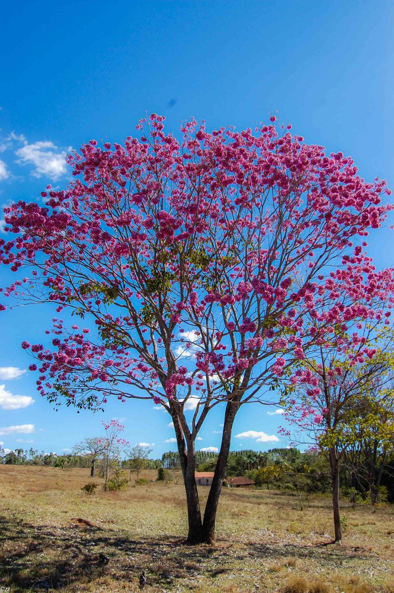 confuciomoura's tweet photo. Painel solto como uma pipa
(Esta crônica é uma mistura de dois tempos. Fiz alguns ajustes. Joguei outras partes fora.  De Ariquemes, 22 de março de 2008 ao dia 27.06.2021)
#BlogDoConfucio #SenadorConfucioMoura 
https://t.co/Qa0nqSMQDx https://t.co/0CNBpx62fD