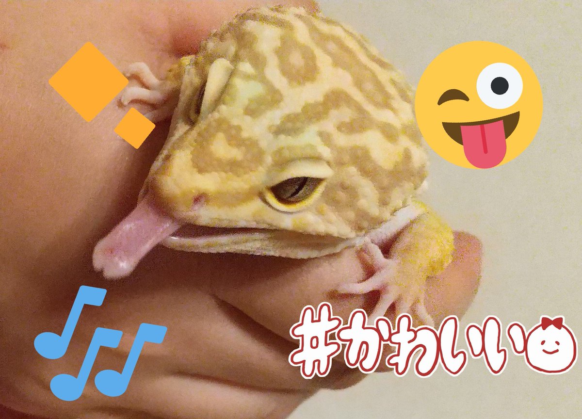KHATYUURUI's tweet photo. タイミングよくシャッター押せたぁぁぁ❕とりたくても撮れなかったベロンの瞬間w

さてさて明日から下期🏢
ずっと行きたかった商品企画に異動に🙌ついに✨

3DCAD、Photoshop、Adobeの最近出たツール導入したいな😑 https://t.co/ZIKmc9A4KQ