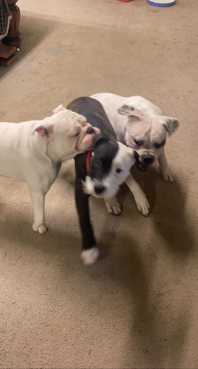 Fraized's tweet image. Bunch of dawgs