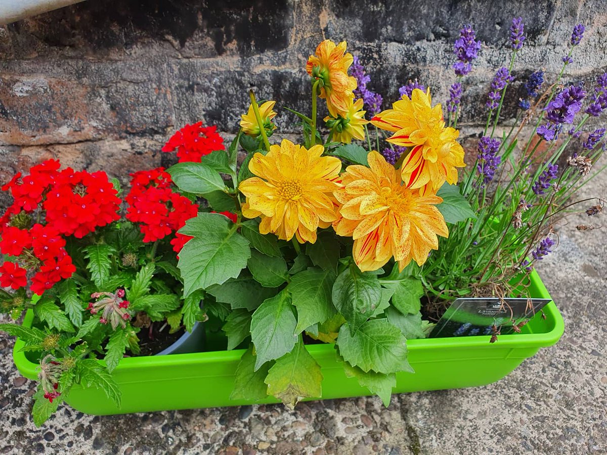 New plants 😍🌺🌸
Lavender, Geranium, Petunia, Dahlia Pelagonium/Candy Flow
#outdoorspace #flowersmakemehappy 
#colourfulhome