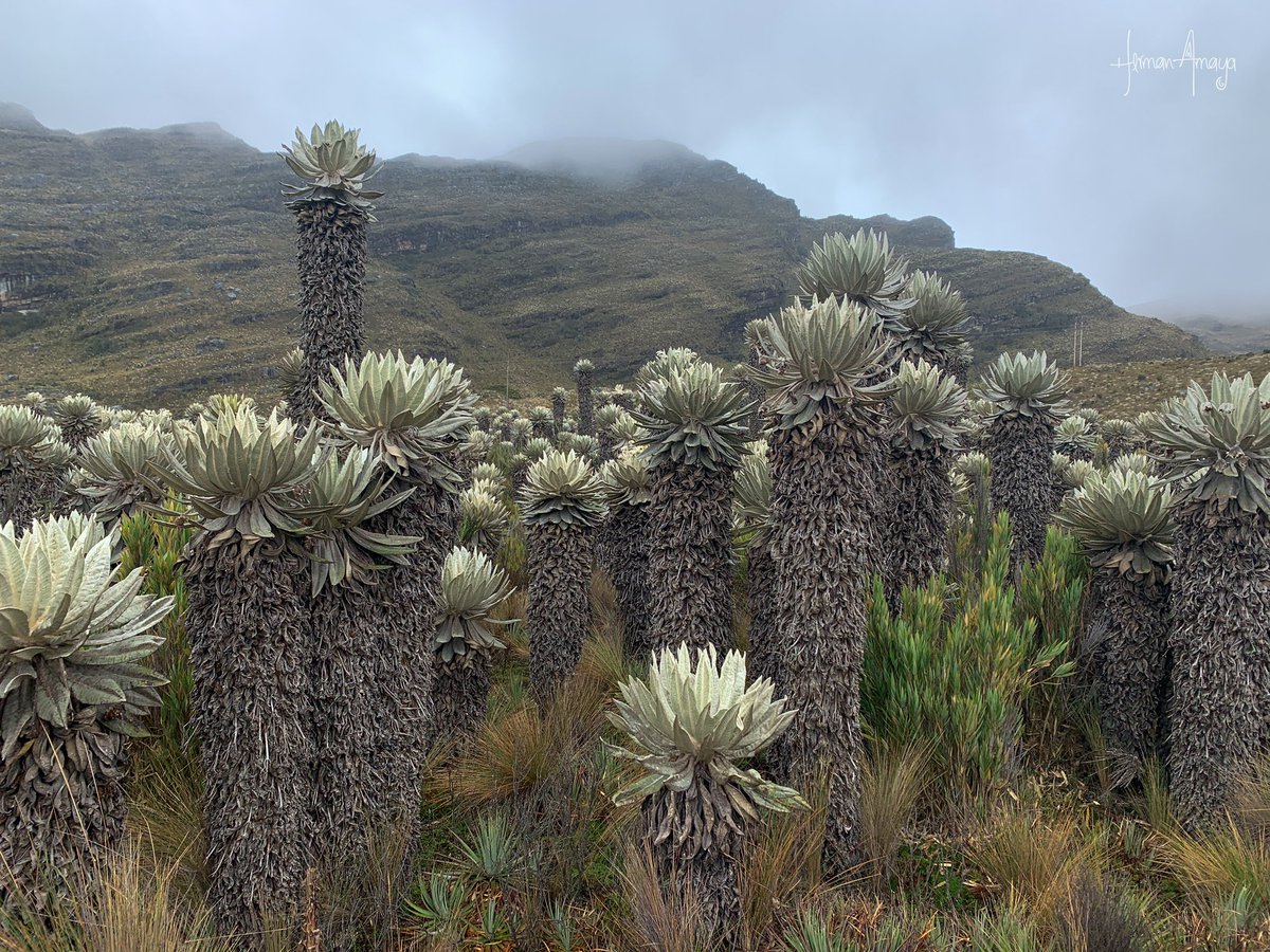 Los imponentes frailejones junto con la vegetación de nuestros páramos captan parte de la neblina que por gravedad llega a los suelos, que paulatinamente libera el agua, alimentando quebradas y lagunas  de estos ecosistemas.
#FelizMiércoles