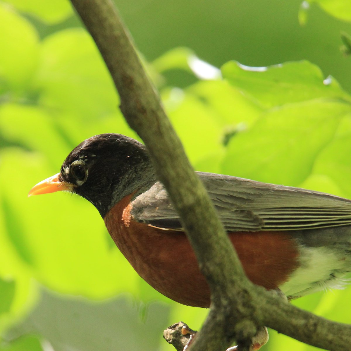 Whatcha thinkin' about Mr. Robin?
#americanrobin #robin #robinredbreast #contemplate #contemplative #contemplation #contemplativemood #contemplativemoods #birding #summerbirding #summertime #summertimevibes #ohiobirding