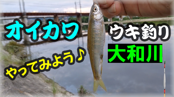 ট ইট র 国ちゃん釣り日記 オイカワのウキのアタリをクローズアップした 動画アップしました スマホがメインで撮影 オイカワ釣りの参考にどうぞ T Co Pcxymuhzas オイカワ釣り 大和川