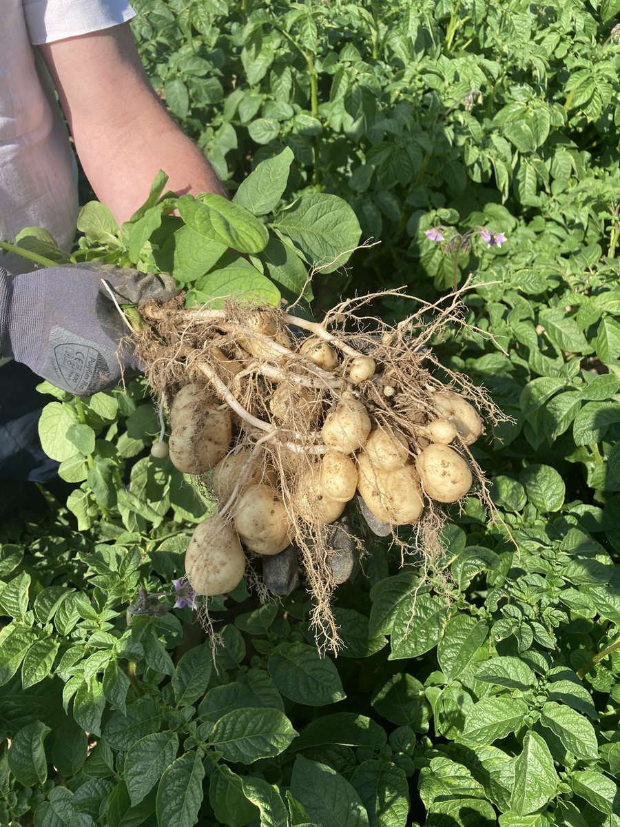 DeesideLtd's tweet photo. Maris Piper Potatoes outside Ardee, Co.Louth.

Crop is currently at the Tuber bulking stage with good tuber numbers, however the crop is starting to come under pressure for rainfall! https://t.co/tI7yamXgxx