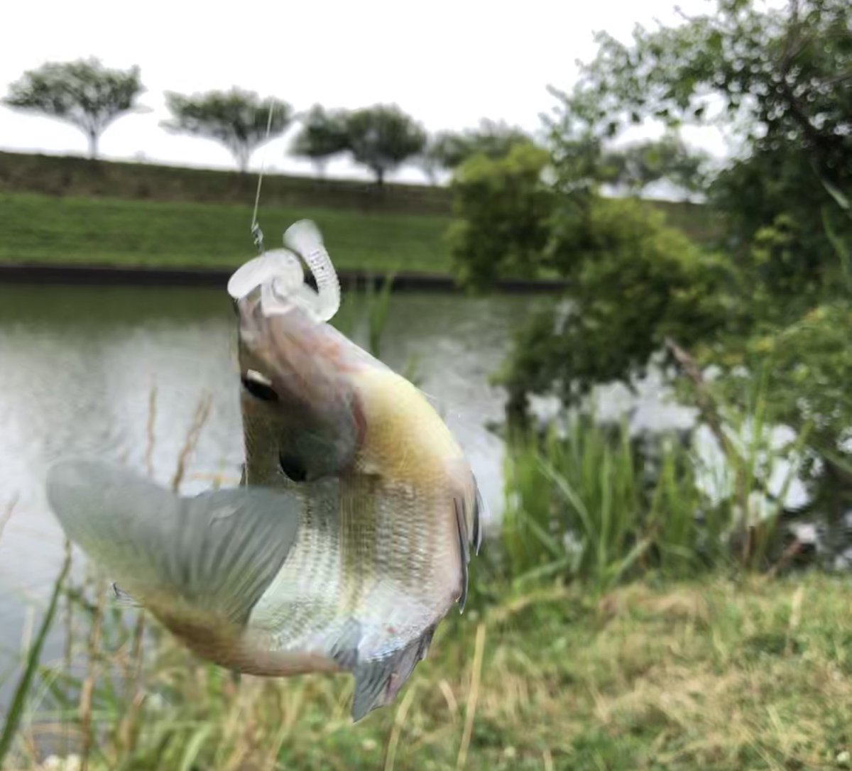 hikonax's tweet photo. 今日はもう朝からバッタバタだったけど、この川でバスが釣れたのがホントにうれしいだす😂
この3匹は、管理釣り場で釣るニジマス30匹より価値あるよ。
ボトムアップのブレーバーマイクロ(ワーム)が素晴らしい…。
#釣り #ブラックバス #BREAVORMICRO https://t.co/vttYlZB0Yz