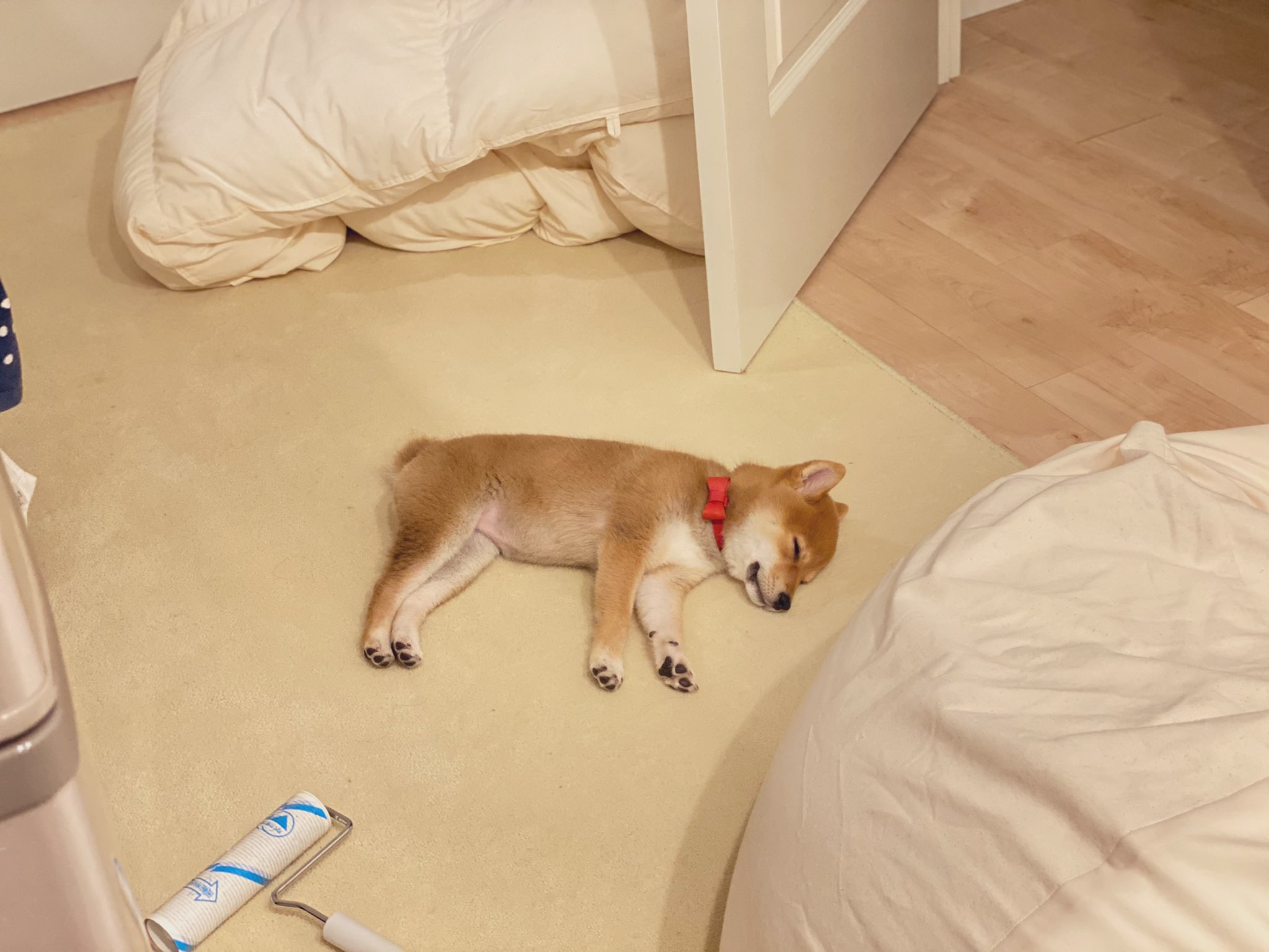 はんぺん コロコロと格闘して燃え尽きた犬 T Co Iminmriksu Twitter