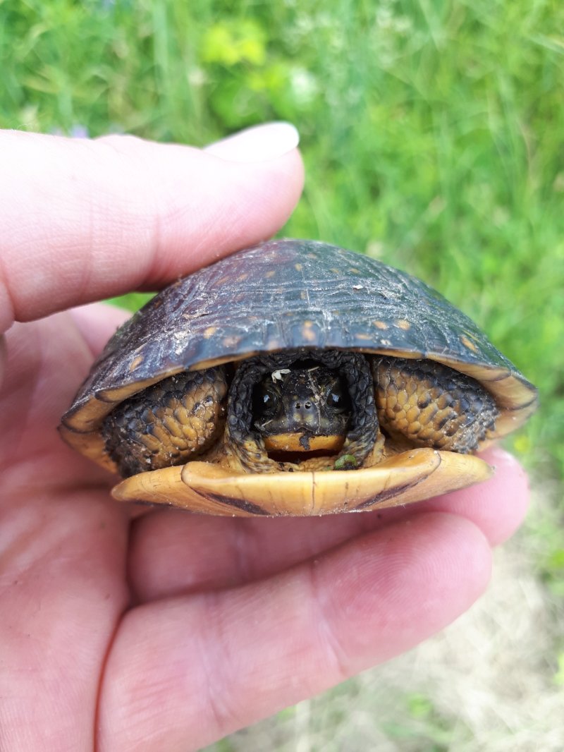 grandriverca's tweet photo. One of our ecologists made a happy discovery recently -- this young Blanding's turtle :)
DYK this turtle species is a Species at Risk (threatened)?

Check out our project on iNaturalist and view other watershed discoveries: https://t.co/lkYNSDmqCN
#WildlifeWednesday https://t.co/WbnB7z4v25