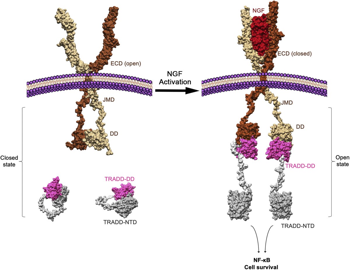 jbiolchem's tweet photo. Zhang et al. provide a new structural framework for understanding how the recruitment of #TRADD to p75 neurotrophin receptor through DD interactions creates a membrane-proximal platform to propagate downstream signaling in developing neurons 

https://t.co/EVS7V7Y37q https://t.co/T2OWJrekqL