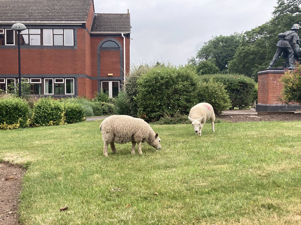 New lawn mowing devices at work; featuring ewe turns, all round drive &amp; automatic grass catching! 🐑🤣 #straysheep