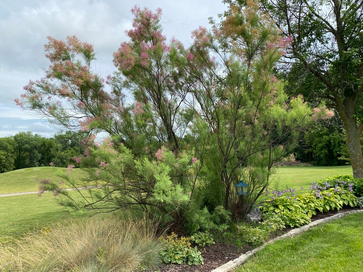 OlsonTreeCare's tweet photo. Tamarix (tamarisk, salt cedar) is a widely invasive planT.
Recently, in an east Des Moines backyard, I ID‘d 2  salt cedars and wanted to issue a stern warning.. This plant is an IOWA KILLER.
Iowa Aquatic Invasive Species Act.
Help  keep Iowa clean, beautiful and natural! https://t.co/TpZBgHQXmZ