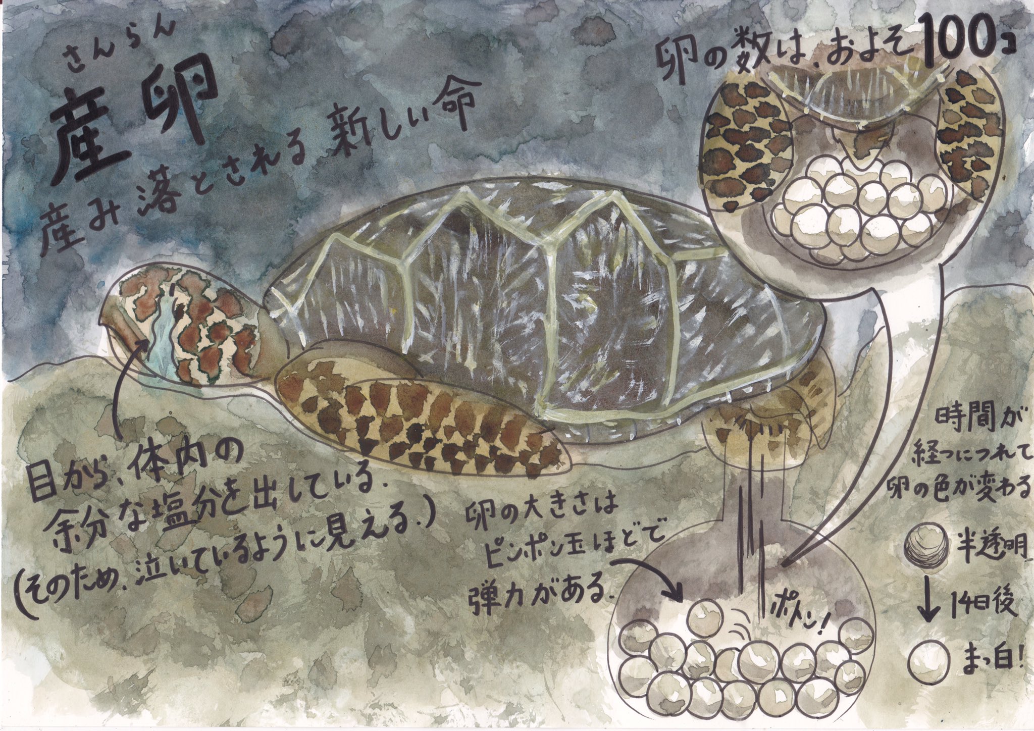 Bages 父島ガイドpolaris様へイラスト提供をしました 小笠原のアオウミガメの産卵 から孵化までを綴った絵です 同社のウミガメ産卵ツアーで使用される予定 まだまだシーズンなので 島へ観光の際は是非ご参加を T Co Qlixosm9djウミガメ産卵