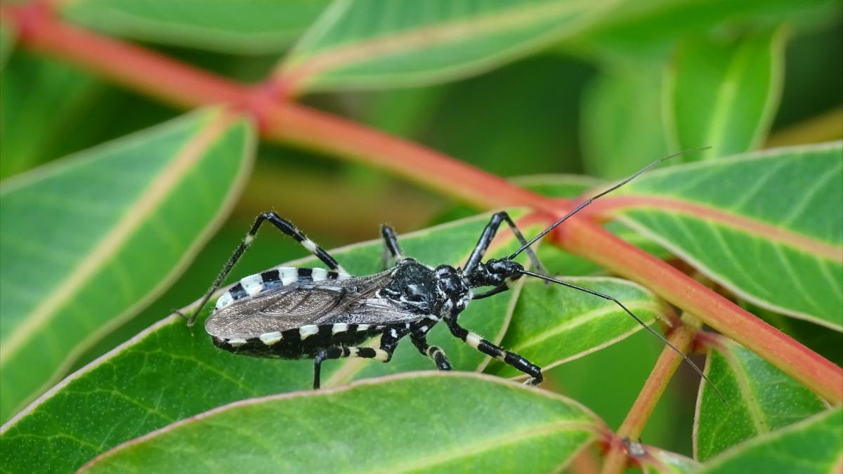 シマサシガメ Sphedanolestes impressicollis
白黒で目立つ模様にみえて、遠目には輪郭が分かりづらく、出会うたびに変わったムシ発見と一瞬喜ぶ。
（和泉市）