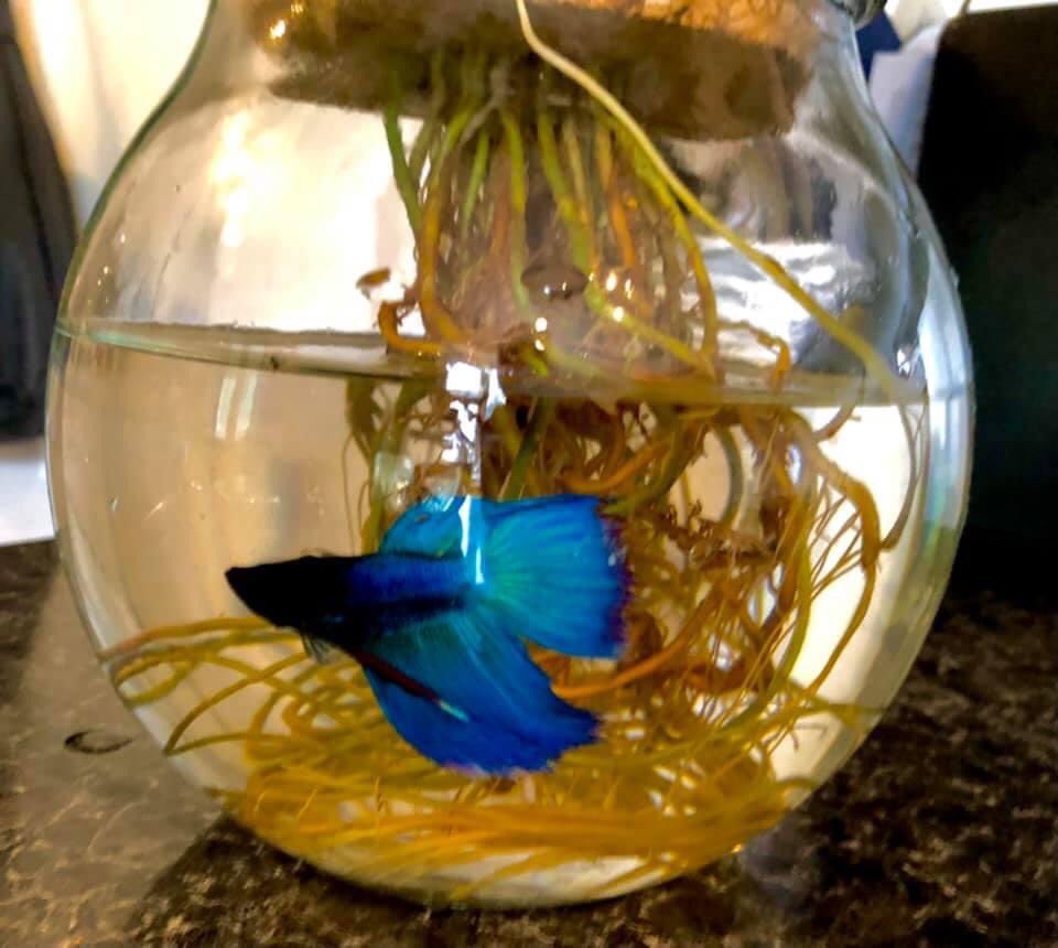 verrimus's tweet photo. Meet 3 new members of the Verrimus team.
They’ll be permanent residents in our Government TSCM training wing.
Now we need name suggestions, come on Twitter (something better than Fishy McFishface please)
#namethatfish #officepets https://t.co/0oZoqvly8S